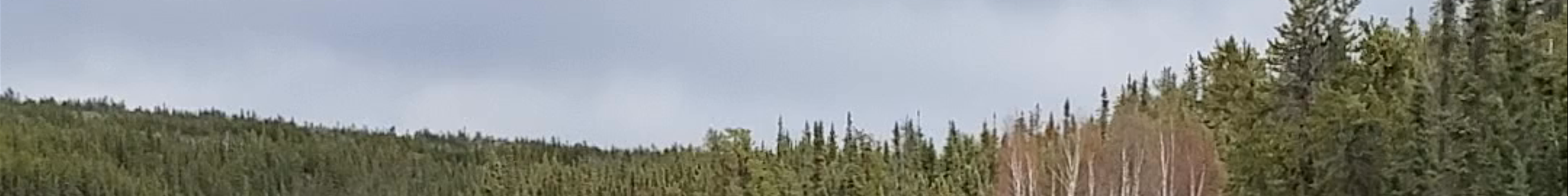 Tours & experiences in Yellowknife