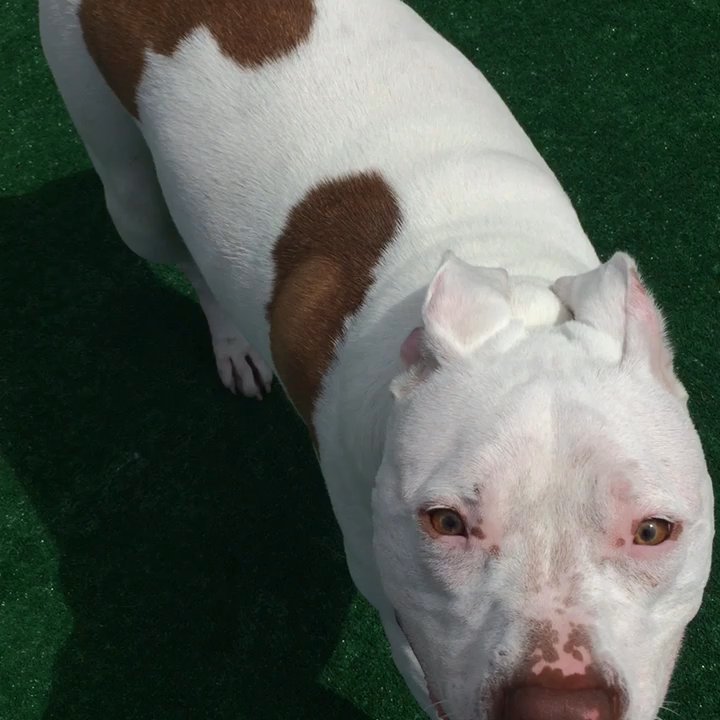 Dog Days - Meet Faulkner!! Sweetest pitbull EVER!! - Pet Boarding Near Me - Portland, Oregon