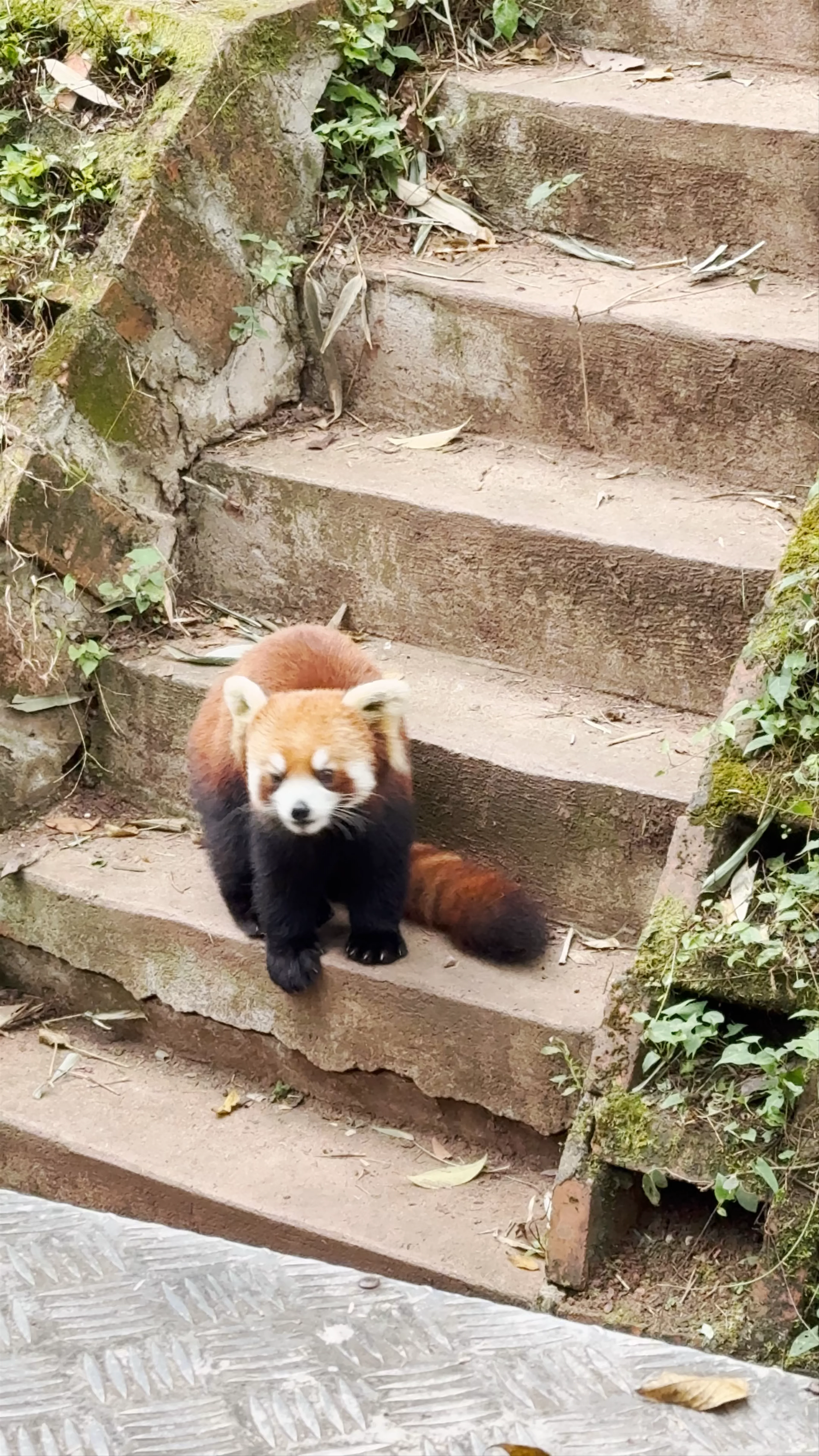 Chengdu Research Base of Giant Panda Breeding