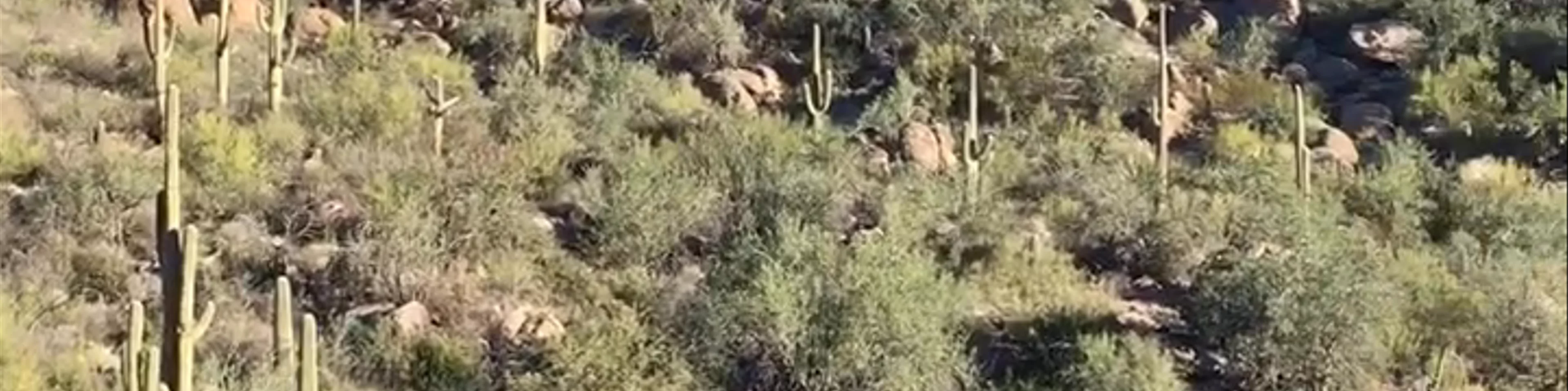 The Ritz-Carlton Dove Mountain 