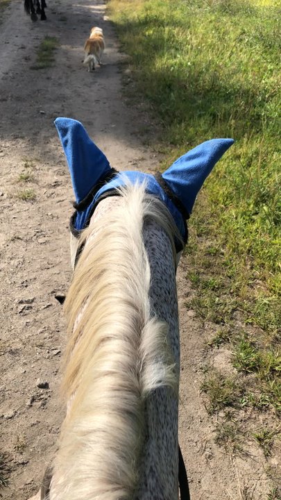 Bobby's Ranch - Horseback Riding Near Me - Westford, Massachusetts