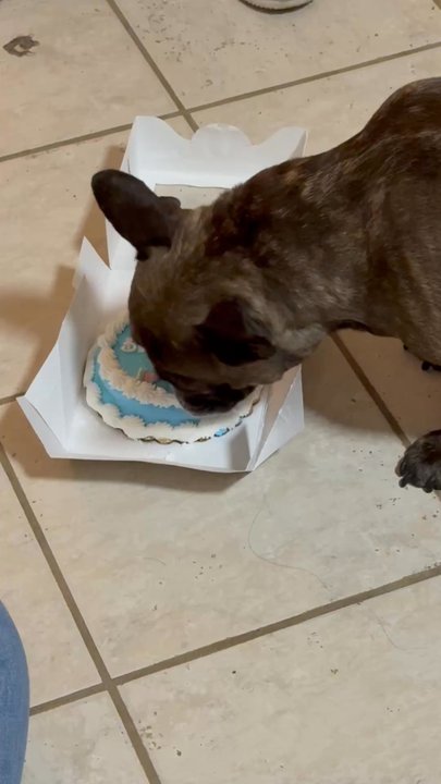 Muttropolis - Tator Tot loved his cake - Pet Stores Near Me - Solana Beach, California