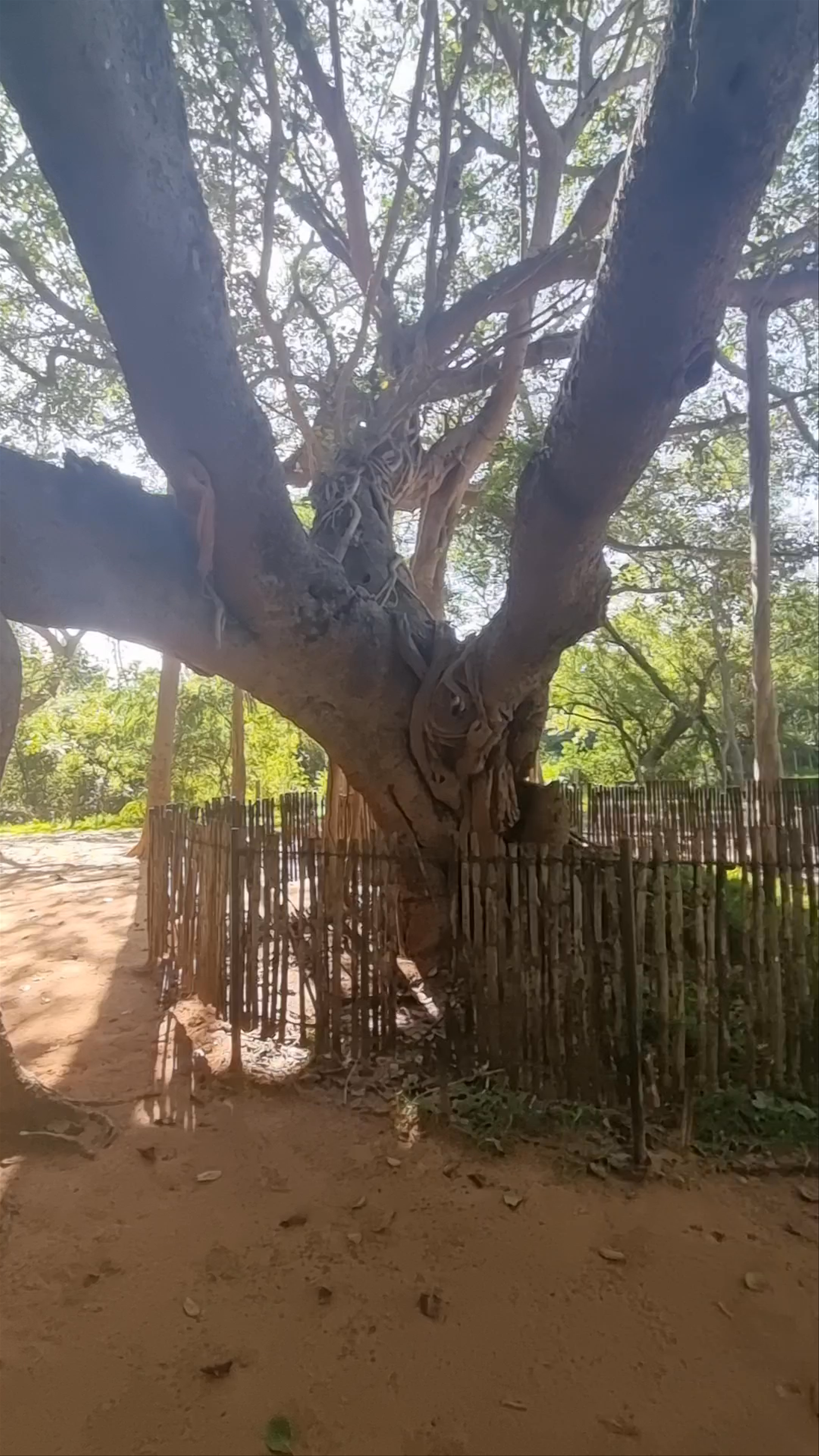 Big banyan tree