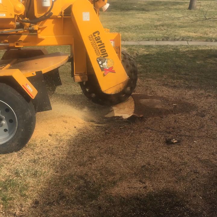 Minnesota Tree Experts - Tree and stump removal - Tree Services Near Me - Minneapolis, Minnesota