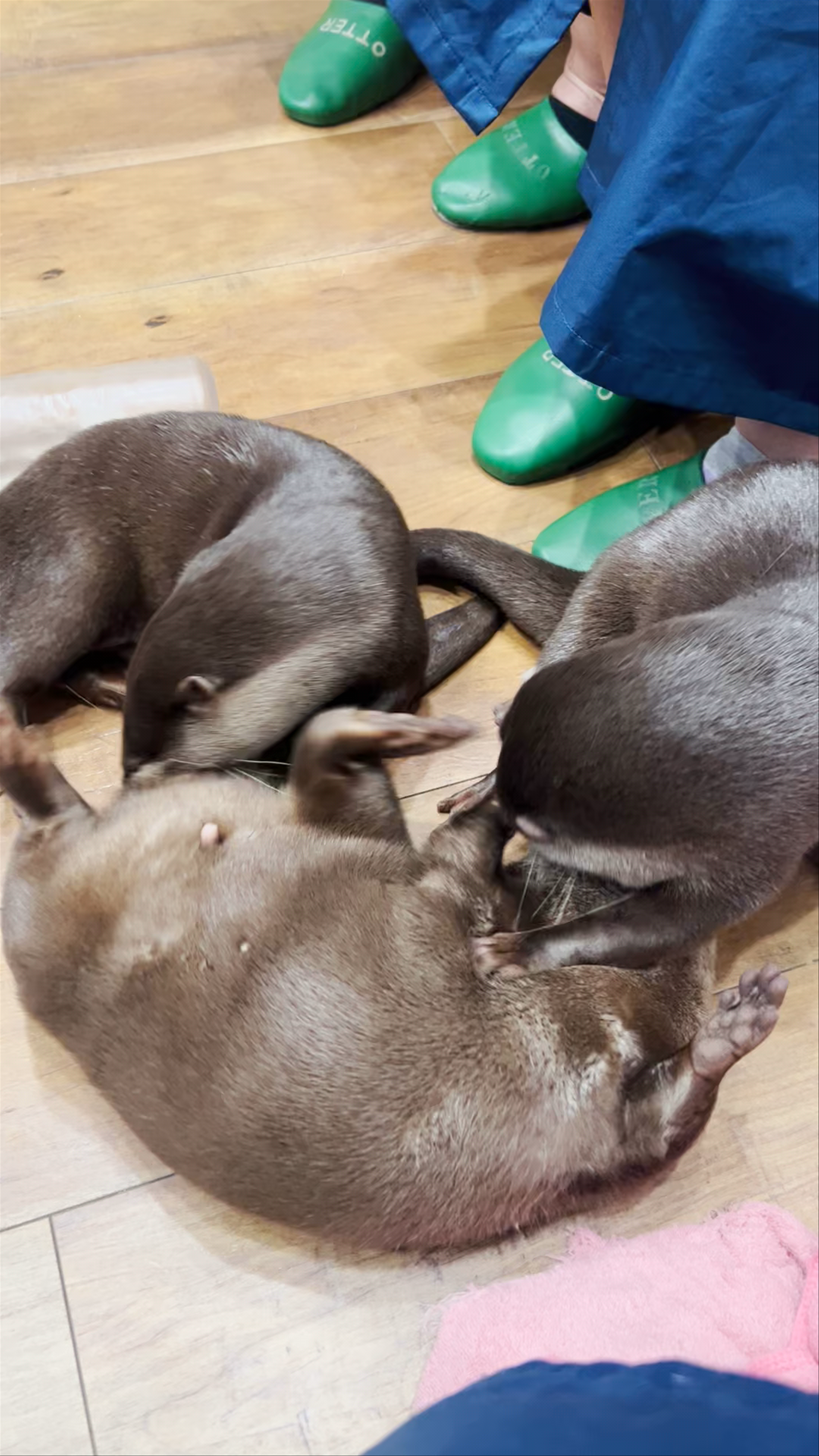 OttersFamily Otter Petting