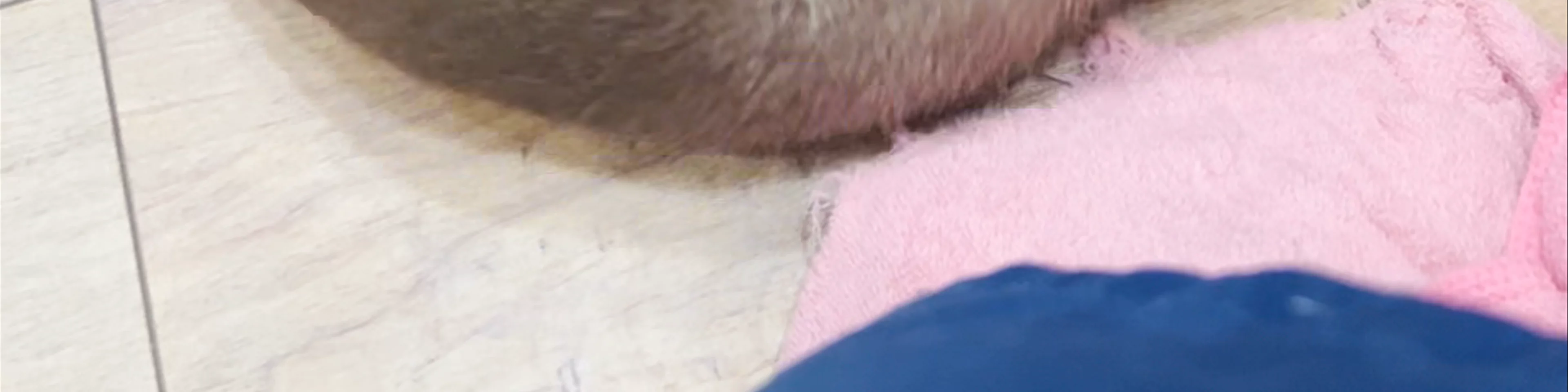OttersFamily Otter Petting