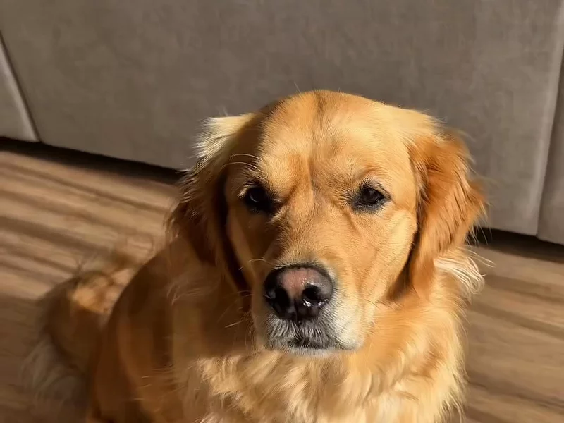 House of dog “pawfume”