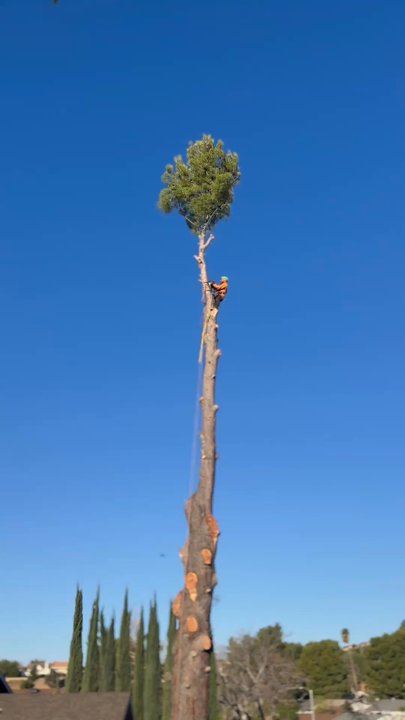 UFO Tree Trimming - Pine tree removal - Tree Services Near Me