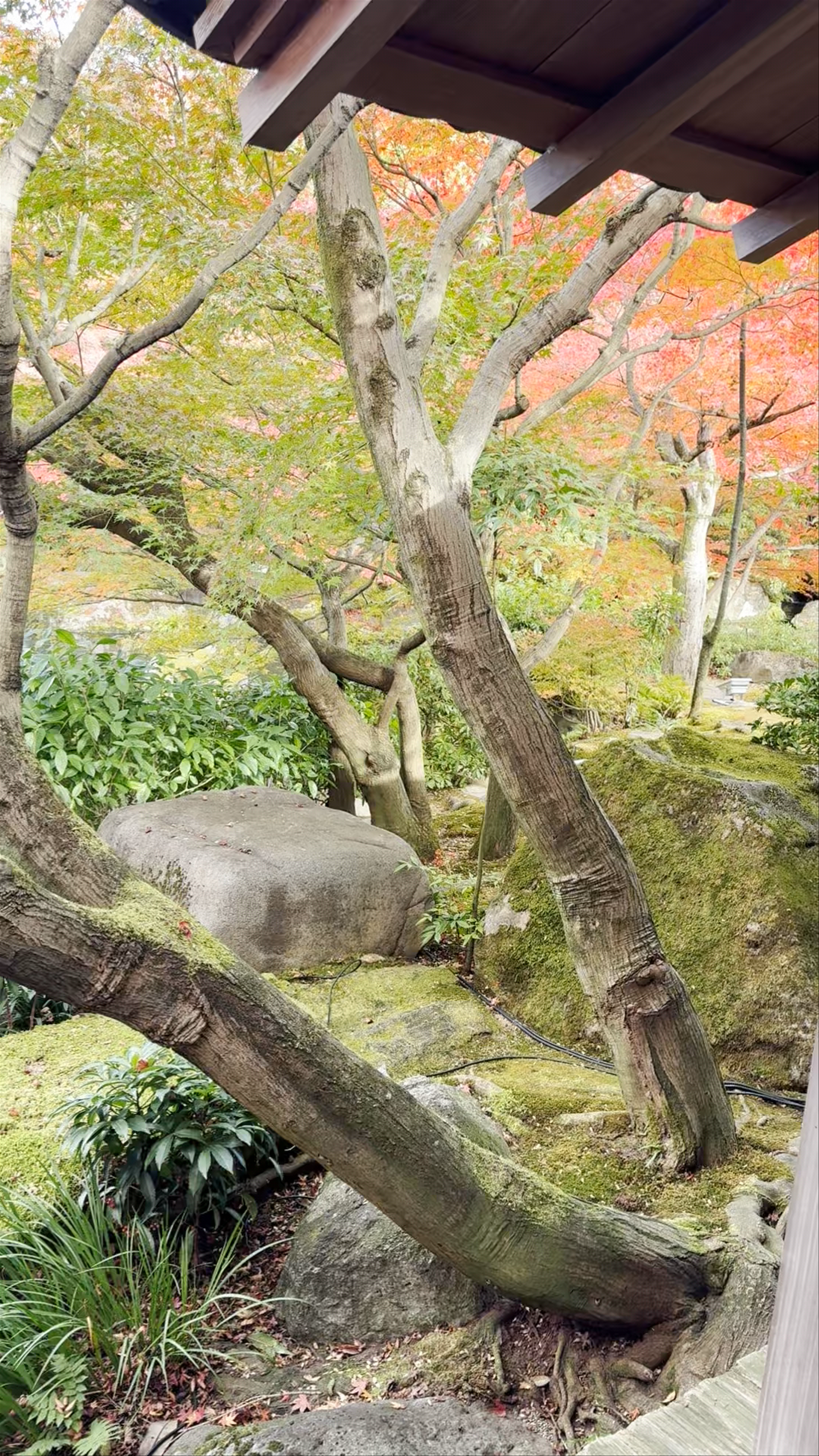 Serene Autumn at Himeji Park, Japan