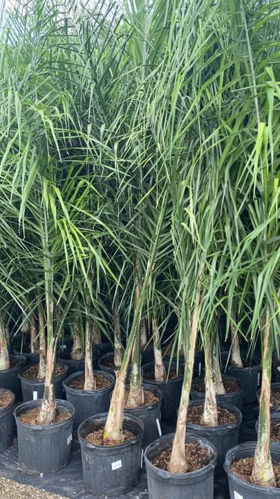 Houston Garden Centers - Nurseries & Gardening Near Me - Webster, Texas