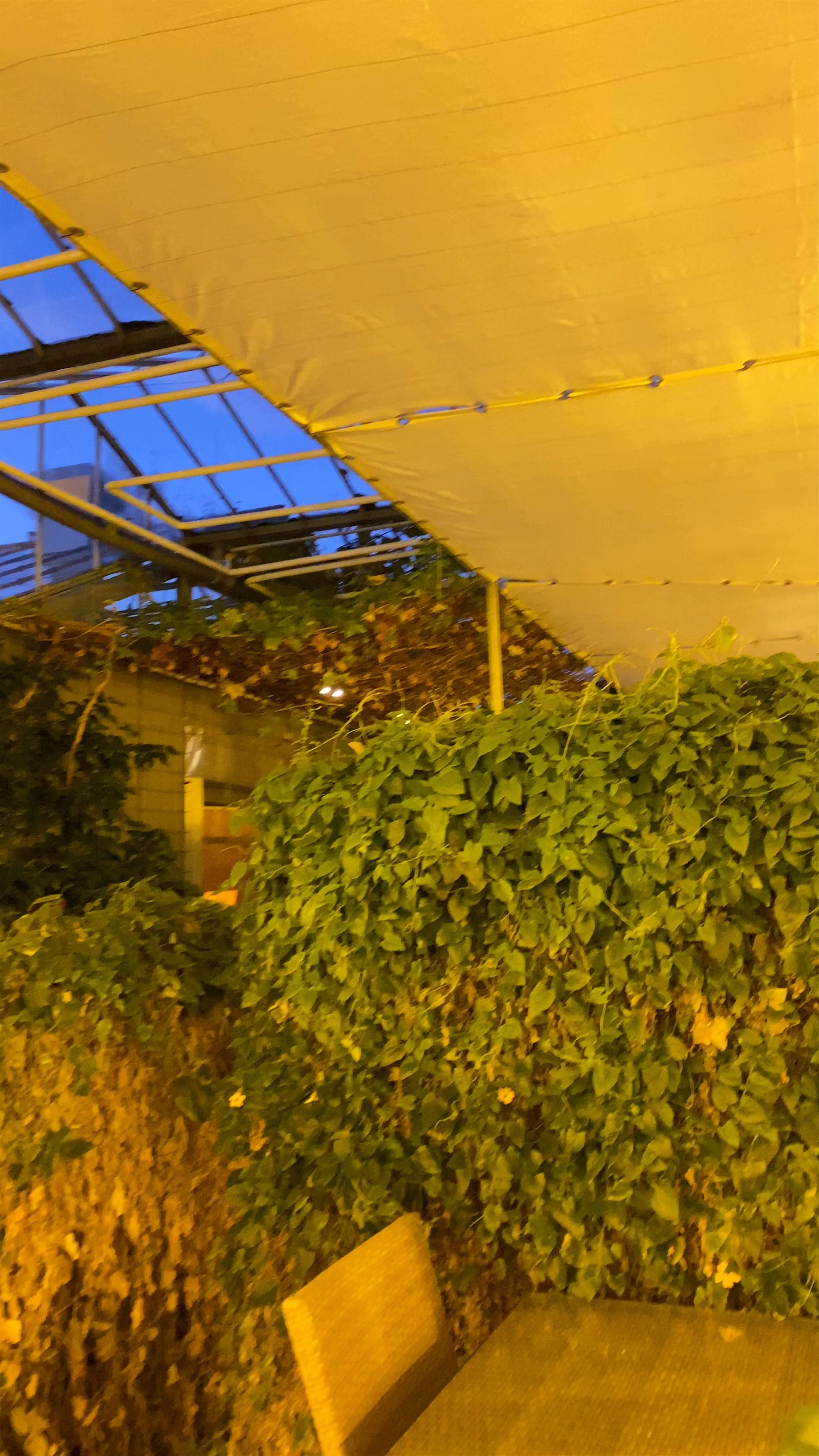 Friðheimar Greenhouse