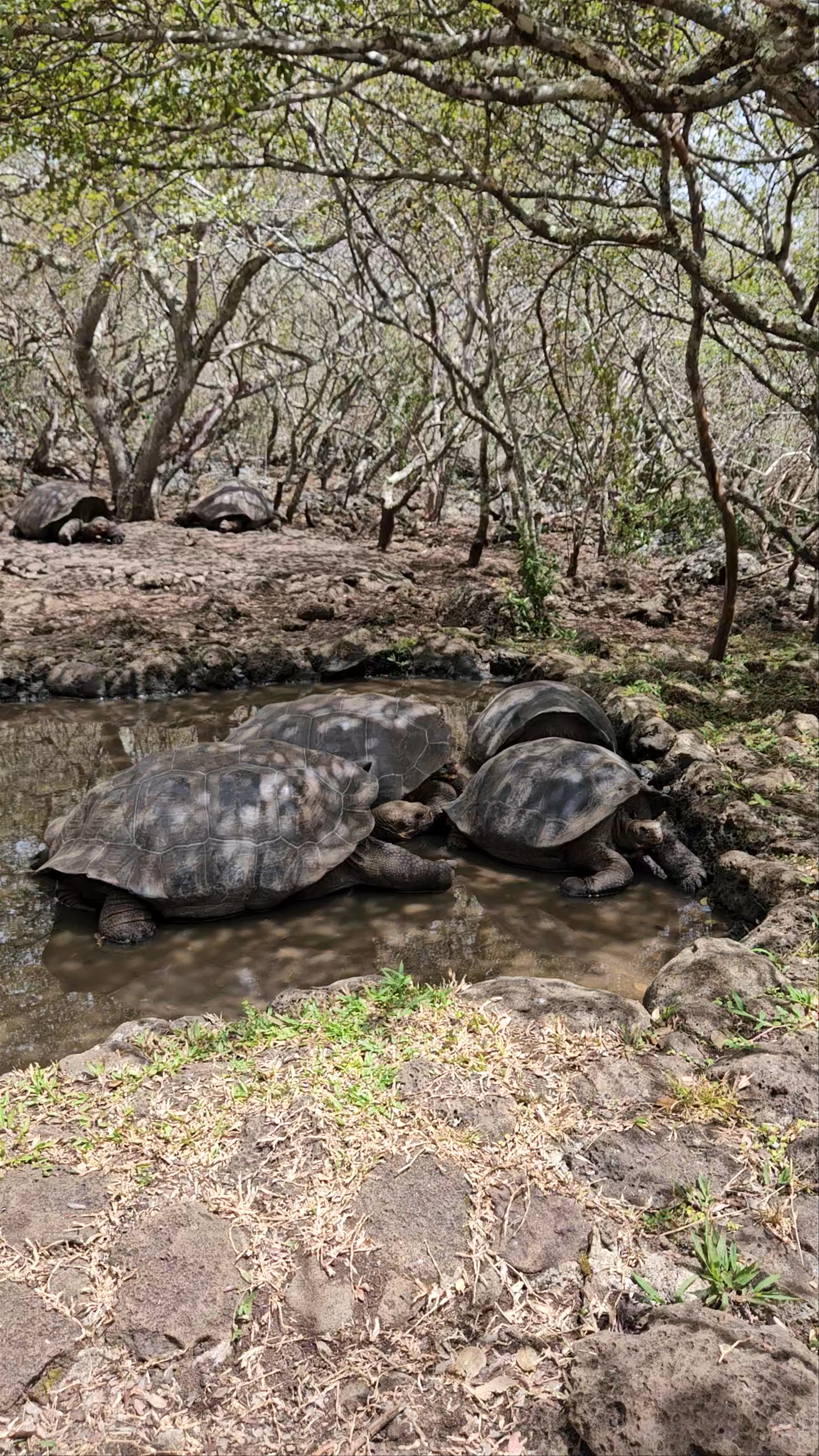 Galapaguera de Cerro Colorado