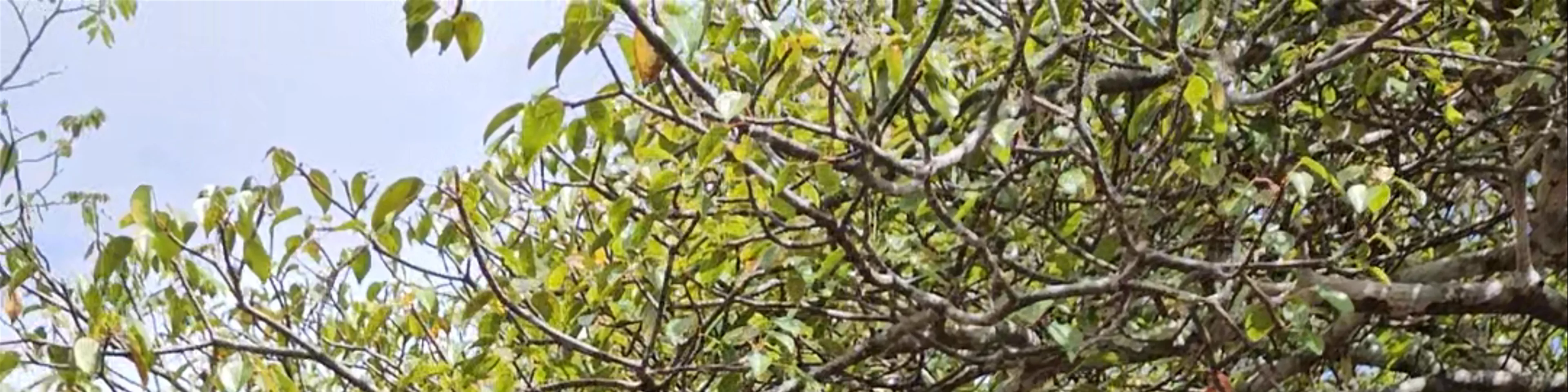 Galapaguera de Cerro Colorado