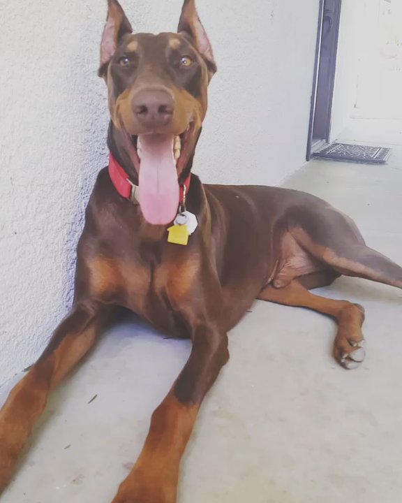 Doberman Pinscher Rescue - Animal Shelters Near Me - Fillmore, California