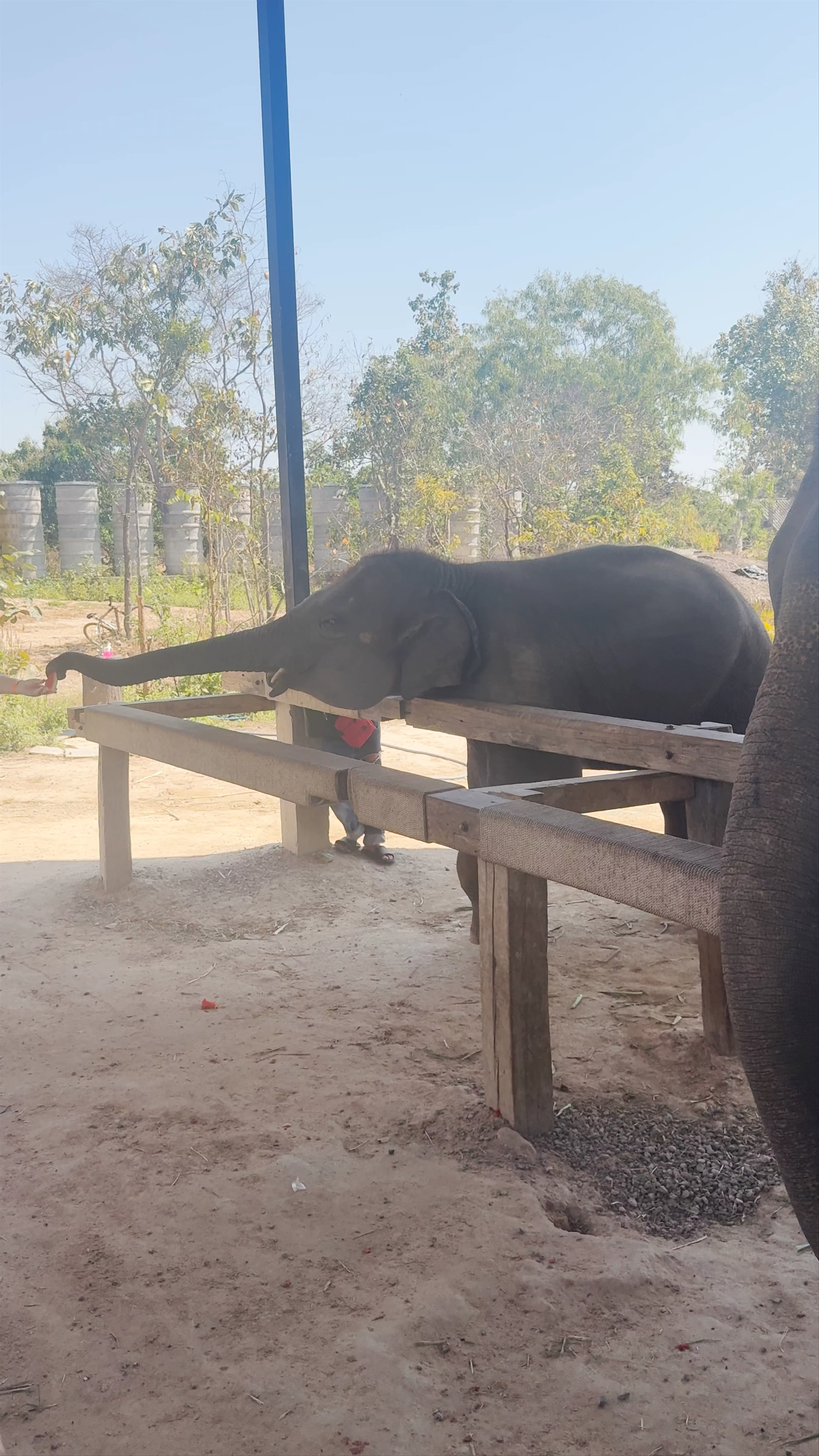 Elephant Jungle Sanctuary Chiang Mai (Grand Canyon Branch)