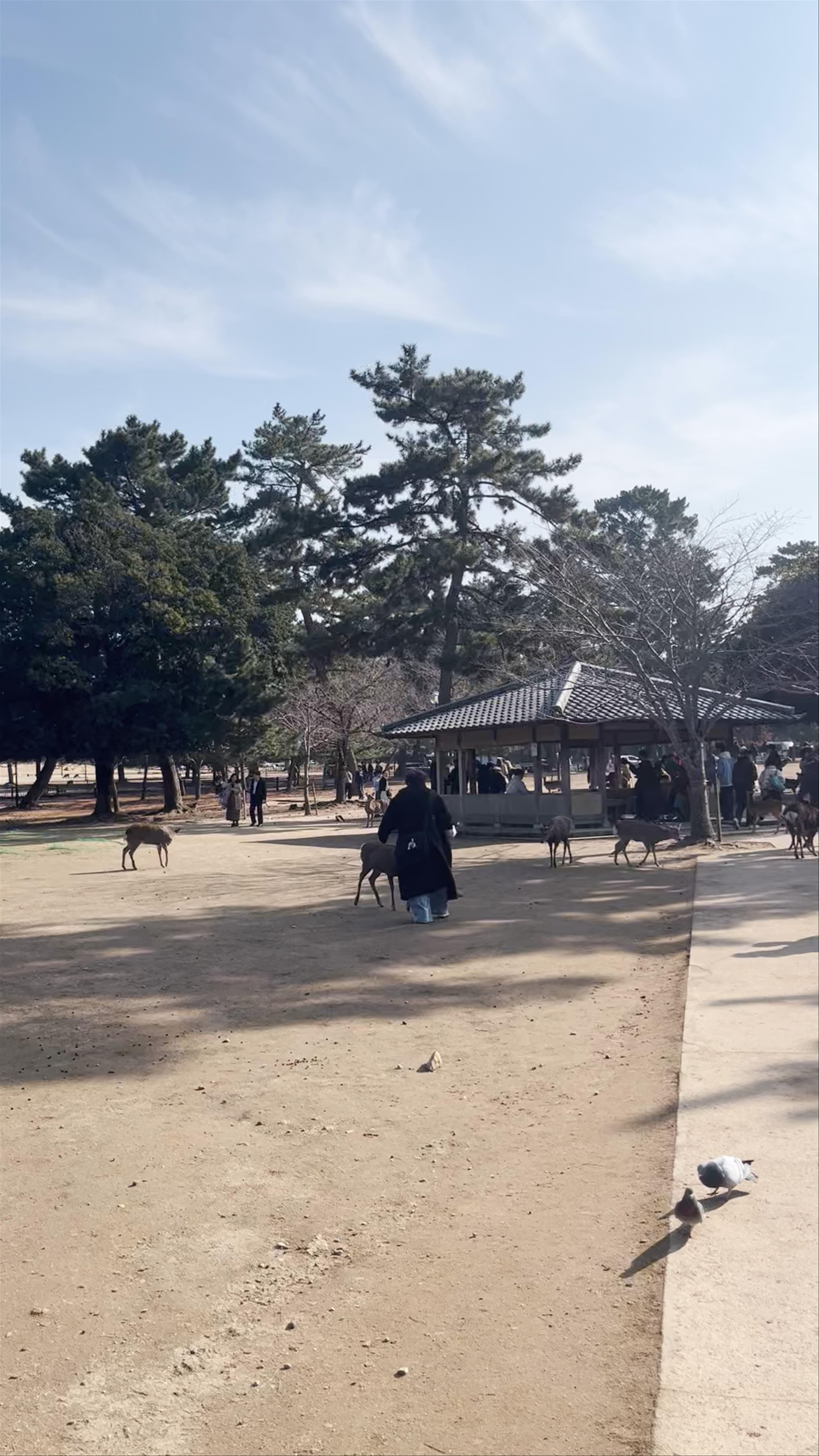 Nara Park