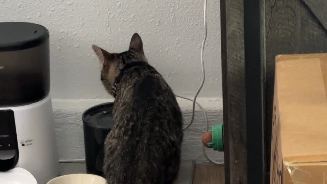 RCD Pet Spa - My cat drinking - Pet Groomers Near Me - Quartz Hill, California
