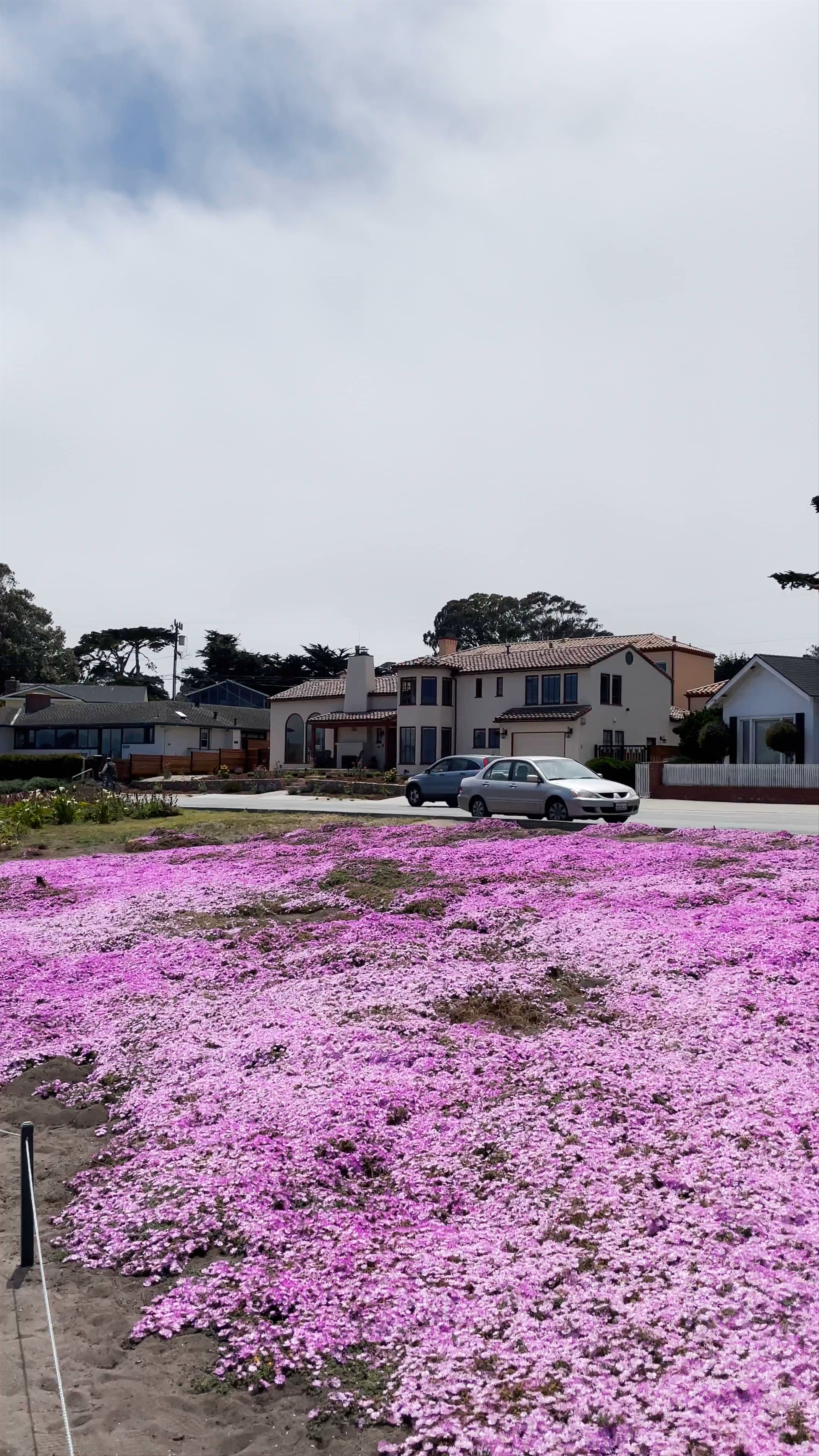 Springtime Blossoms at Lovers Point Park, Pacific Grove