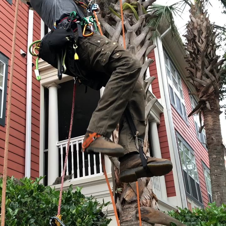 Bakers Tree Service - Trimming trees at the merit on Wilmington Island - Tree Services Near Me