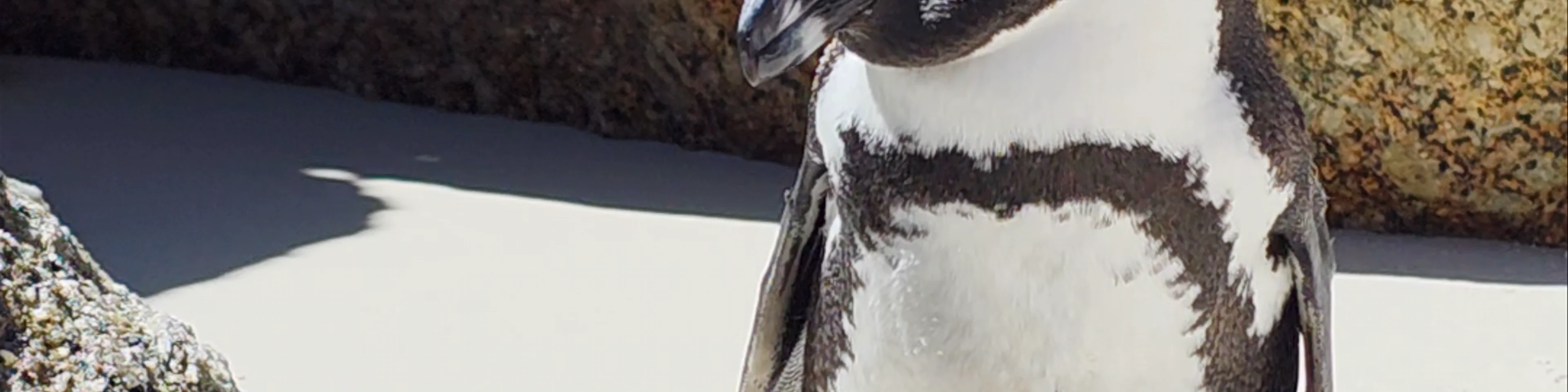 Boulders Beach