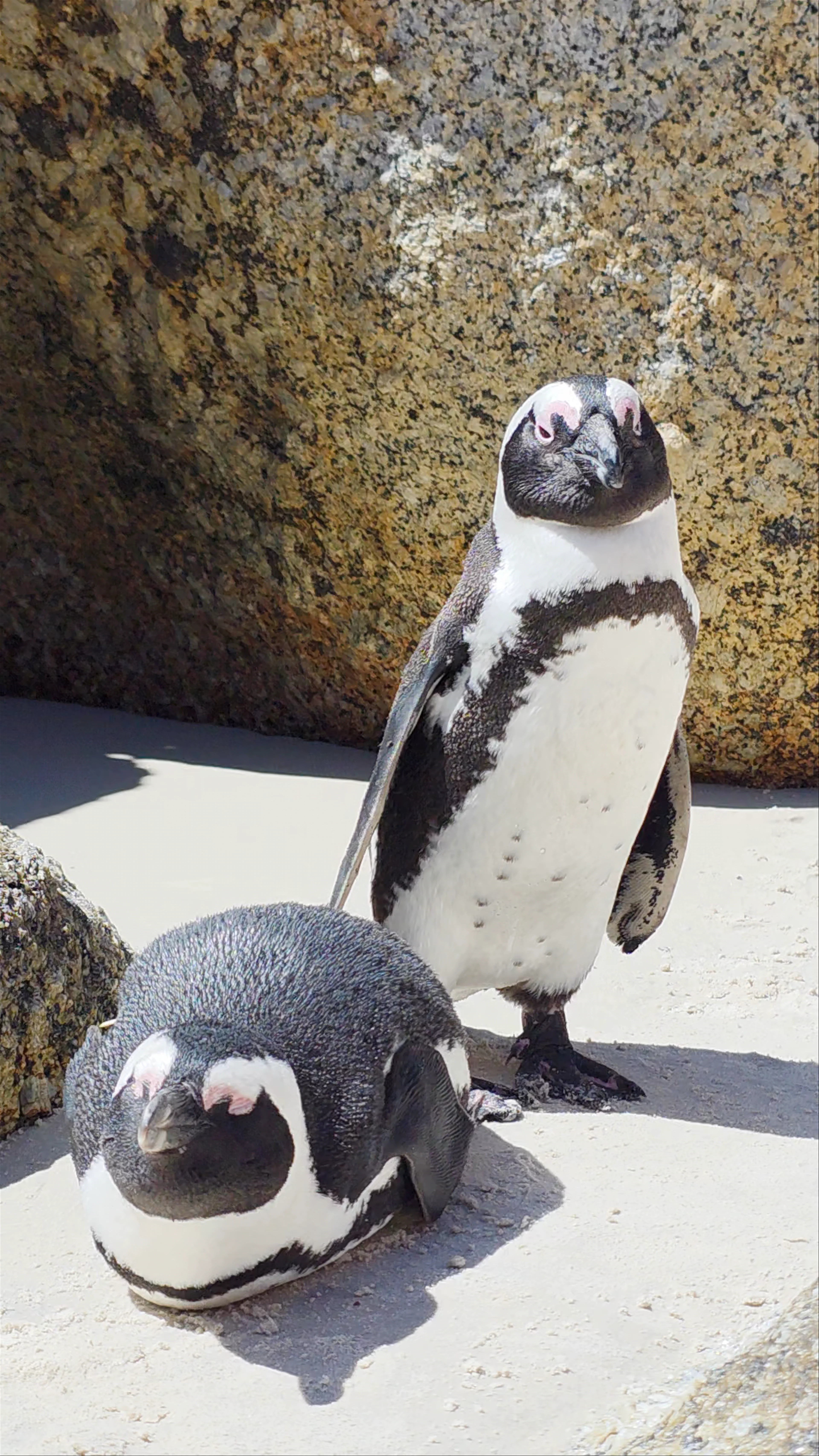 Boulders Beach, Simon's Town, Cape Town, South Africa