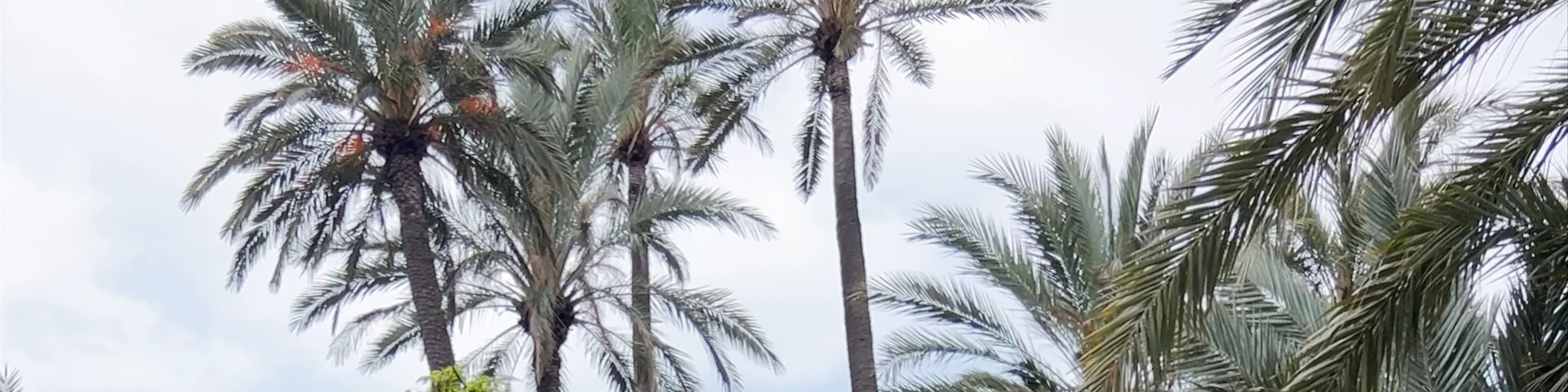 Parc El Palmeral