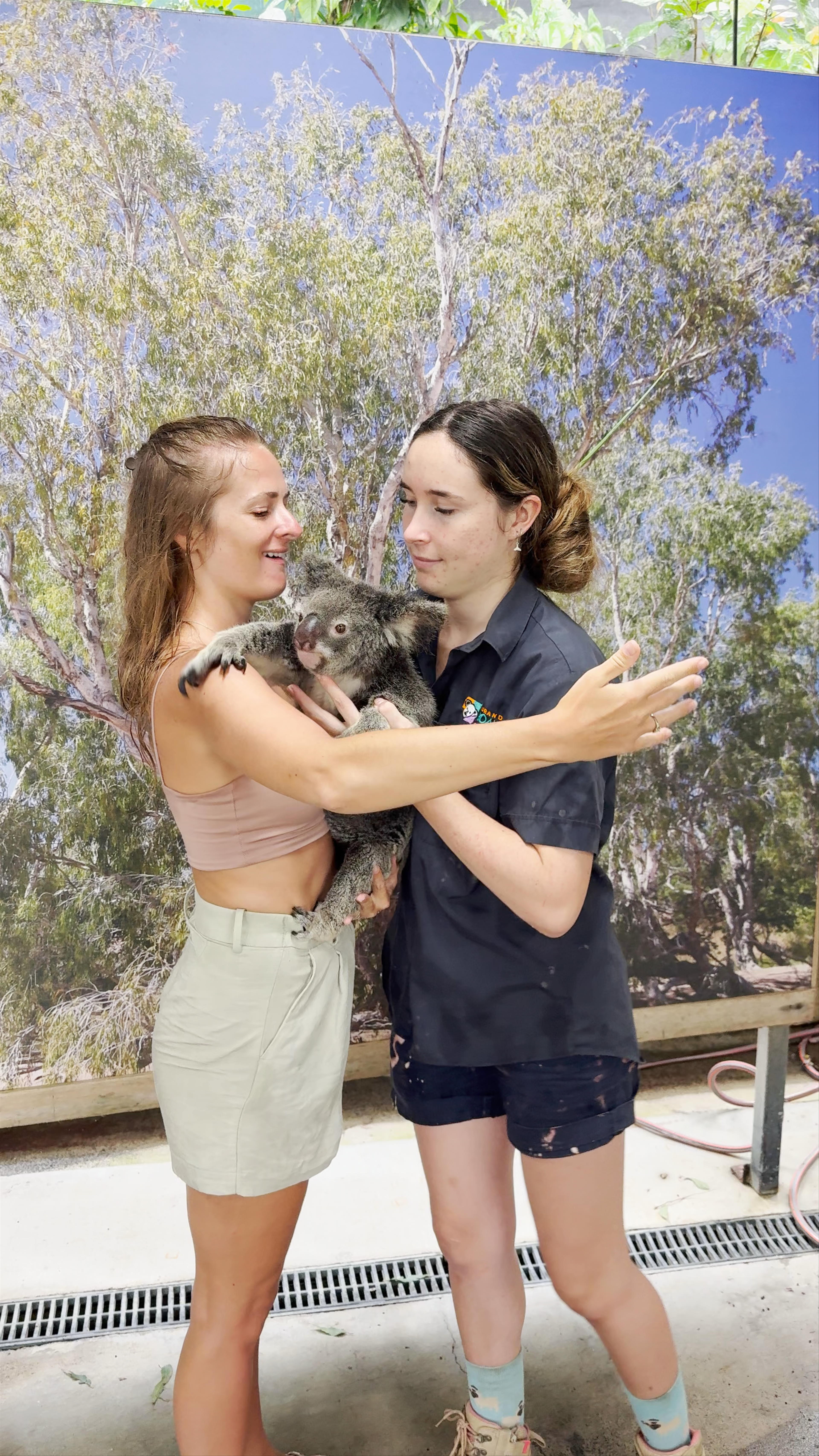Kuranda Koala Gardens: Heartwarming Moments with Australia’s Iconic Koalas