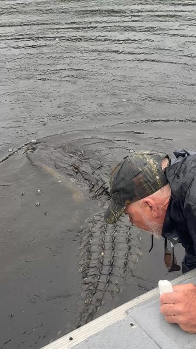 Ultimate Swamp Adventures - Tours Near Me - Westwego, Louisiana