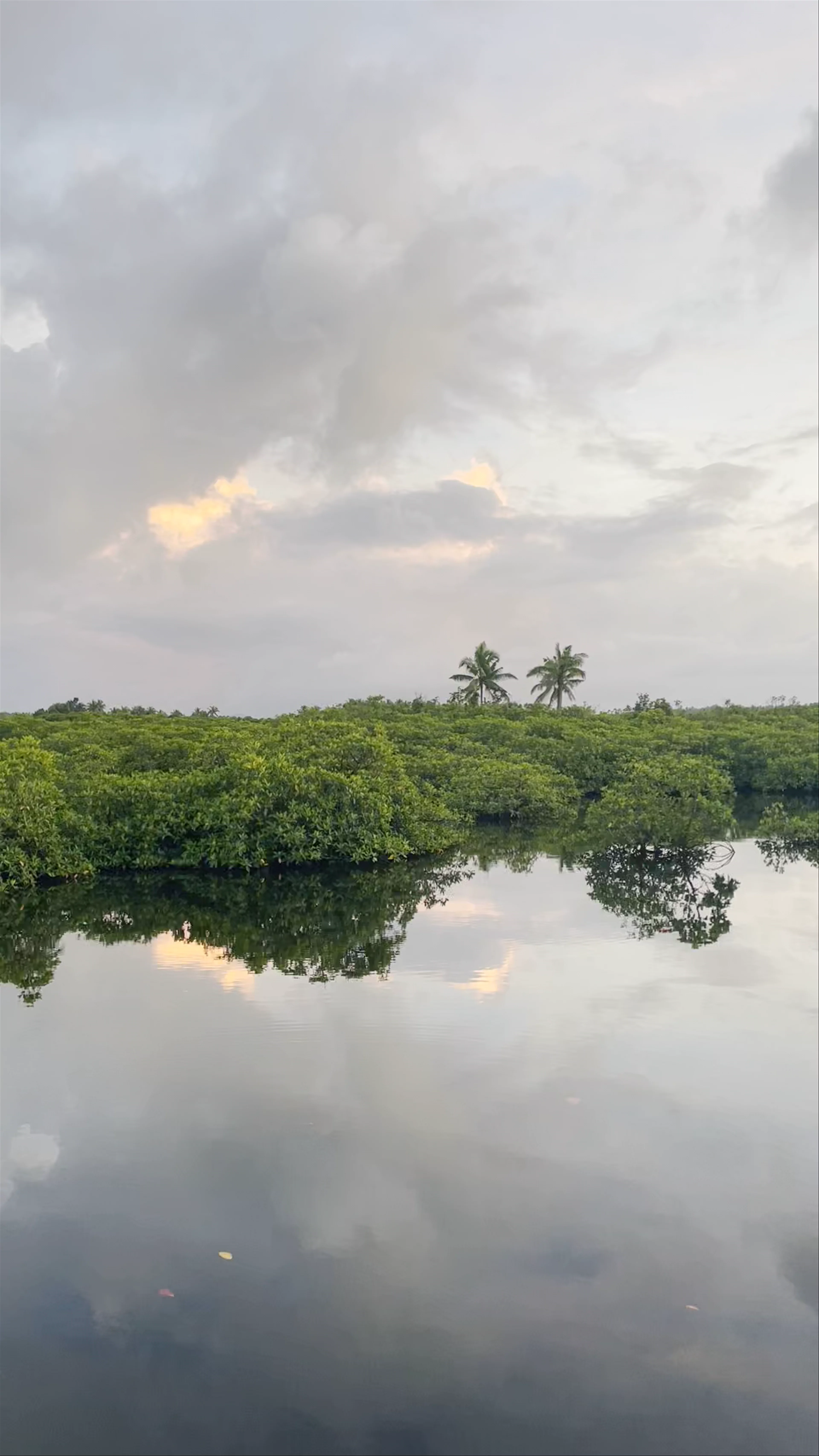 Del Carmen Mangrove Boardwalk