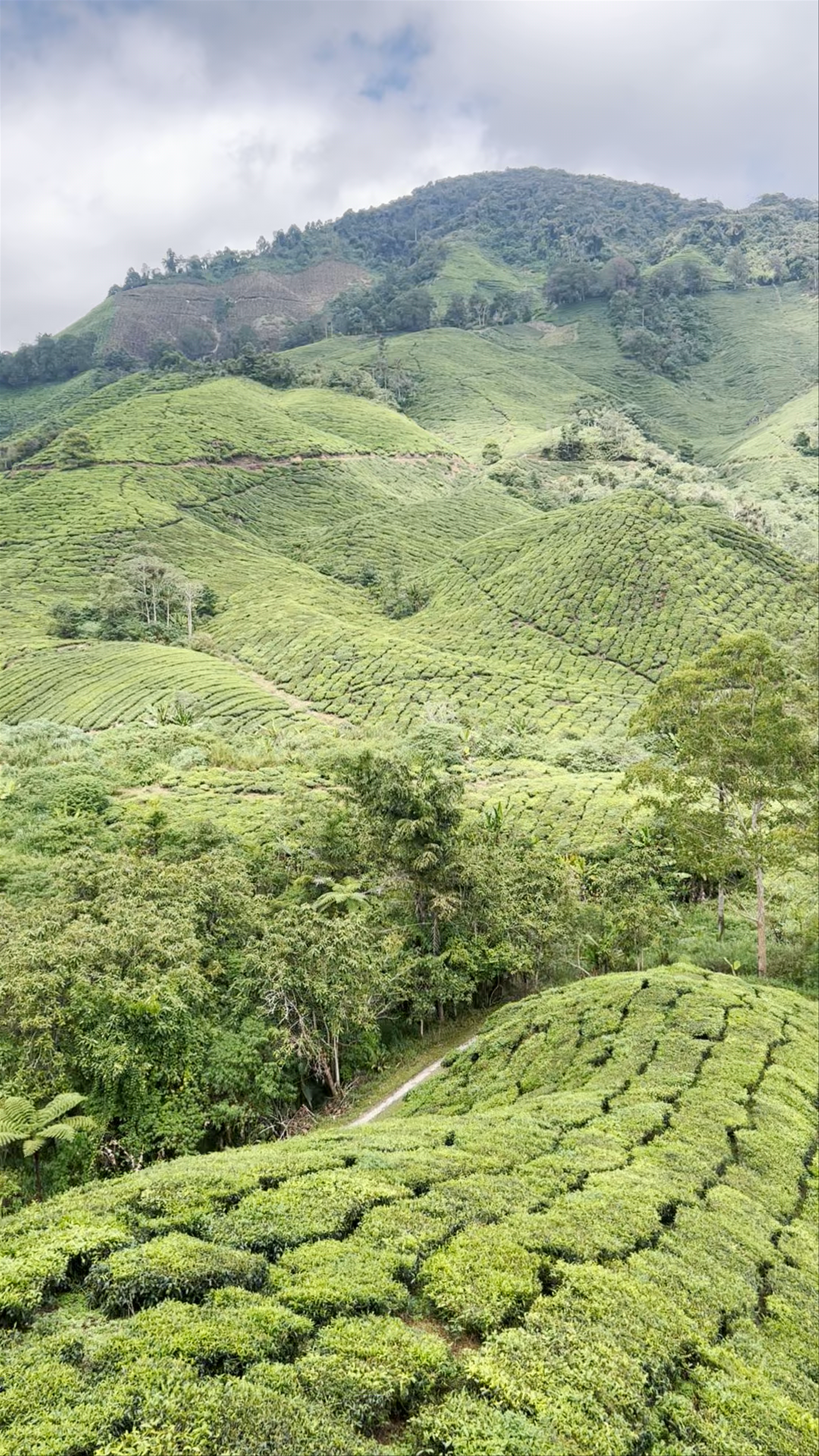BOH Tea Centre: Lush Tea Plantations in Brinchang, Pahang