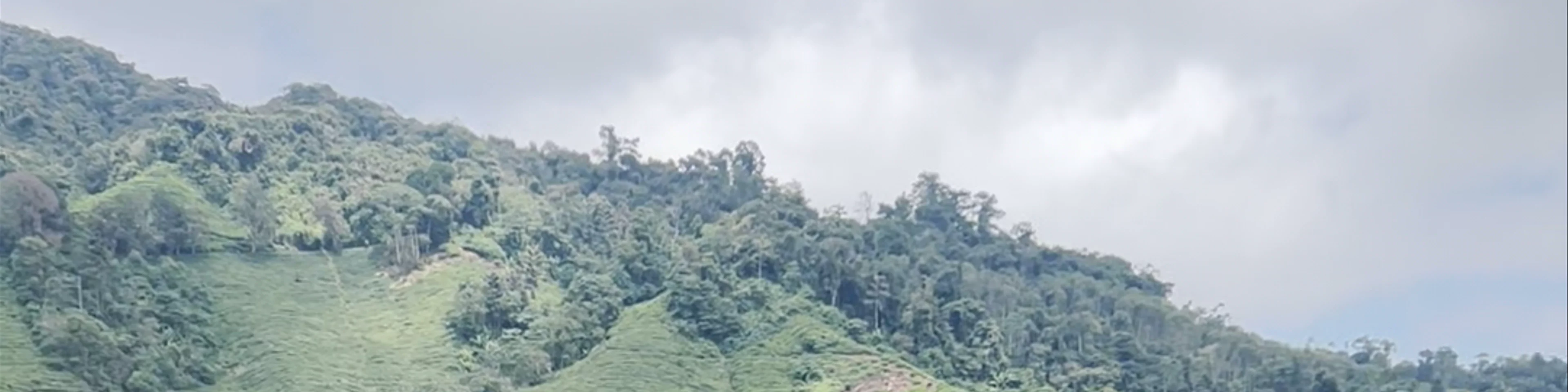 BOH Tea Centre