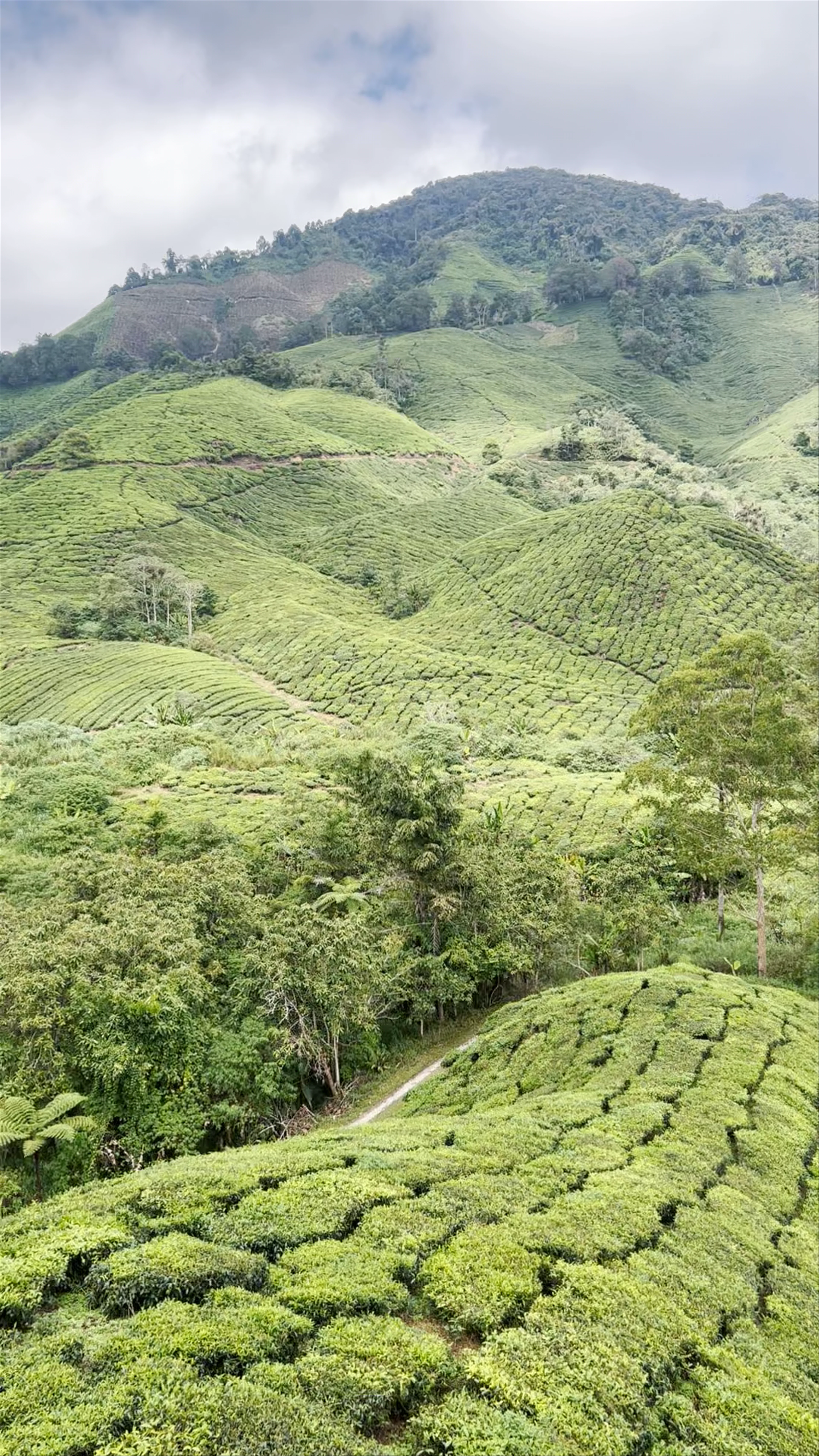 BOH Tea Centre (Sungei Palas Garden)