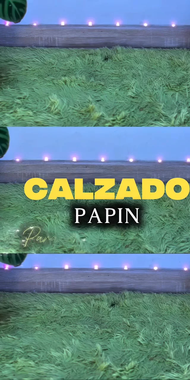 calzado