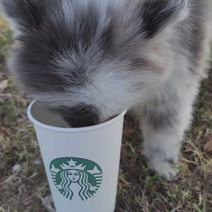 Starbucks - Coffee & Tea Near Me - Jackson, Mississippi