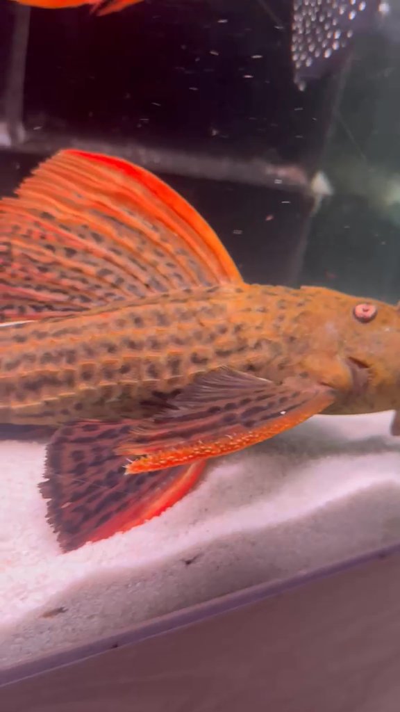Pseudacanthicus pirarara