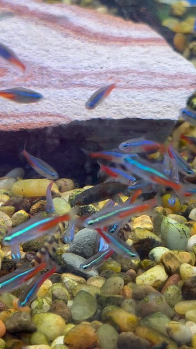 Denny's Pet World - Large Neon Tetra, the Yo-yo Loach, & the Red Tail Shark getting after it! - Pet Stores Near Me - Kirkland, Washington