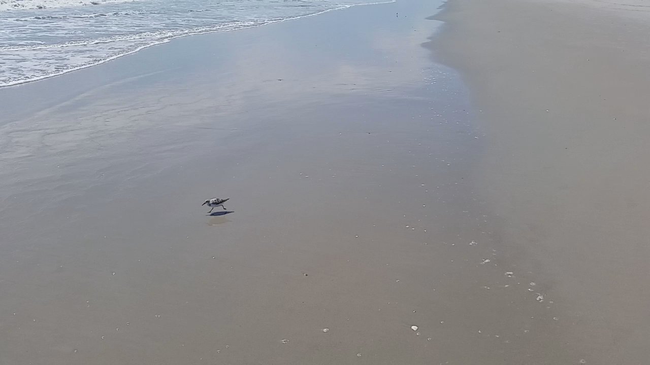 Hightower Beach Park - Getting all the treats he can - Parks Near Me - Satellite Beach, Florida