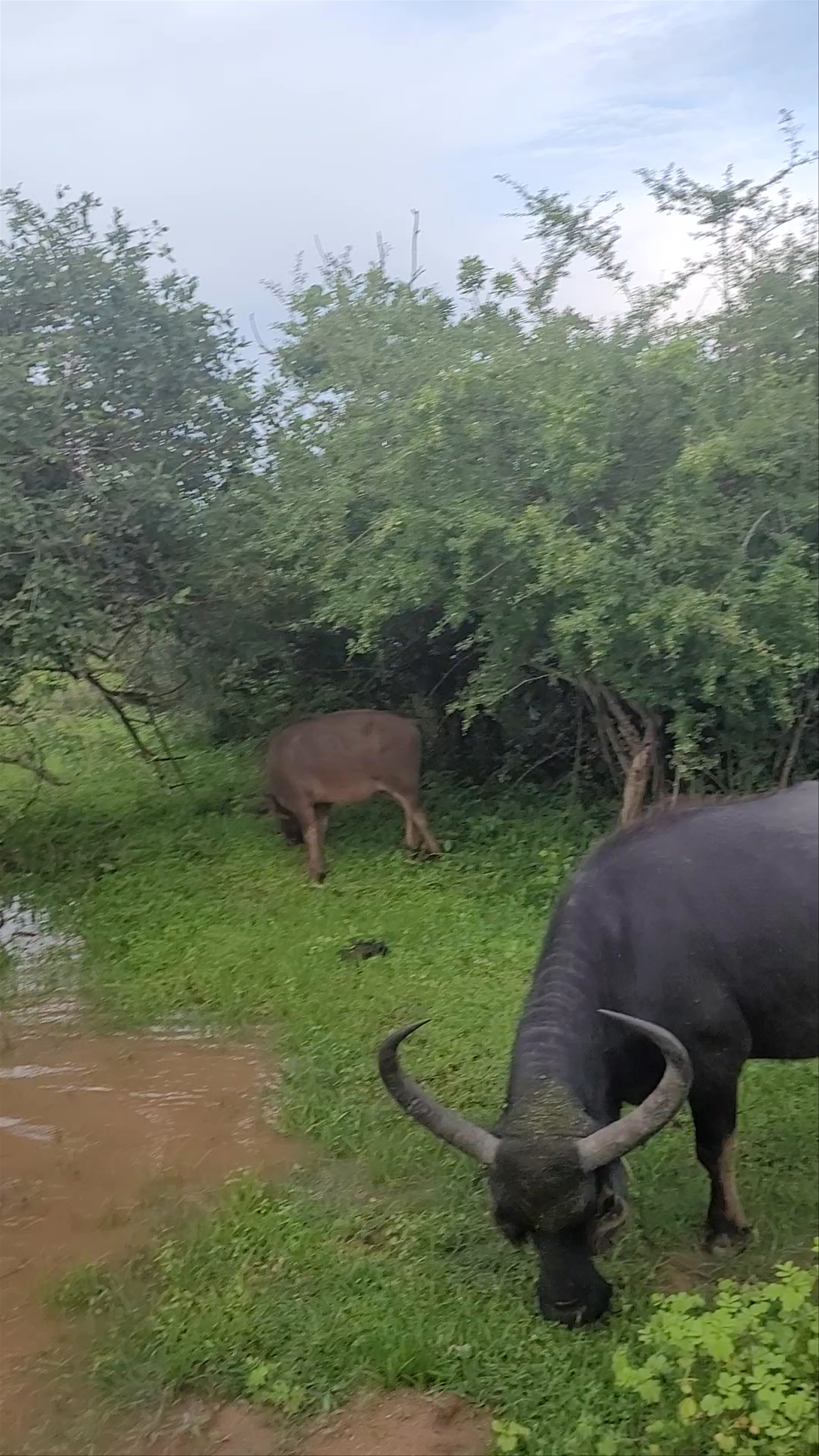 Yala National Park Sri Lanka