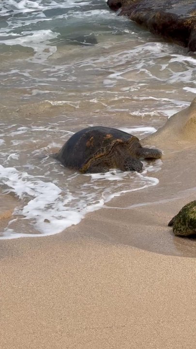 Hookipa Beach Park - Parks Near Me - Paia, Hawaii
