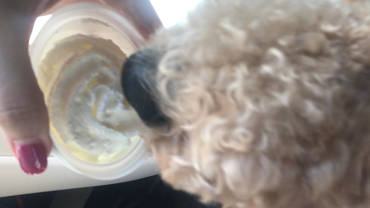 Starbucks - My Vice & Hanna's Pink Drink & Pup Treat On Lid Works Better Then A Cup Get Every Bit Not 2 Much Sugar - Coffee & Tea Near Me - Vero Beach, Florida