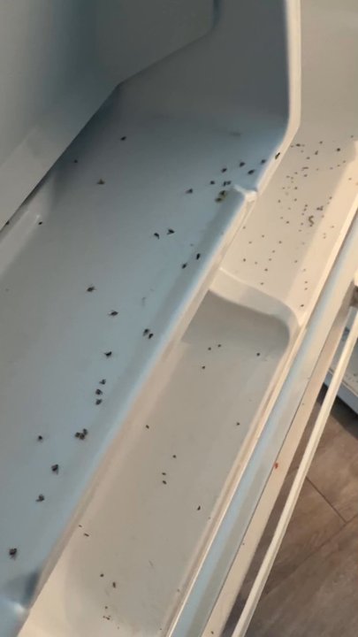 Fetch Home Management - Filled with dead bugs - Property Management Near Me - Lancaster, Pennsylvania