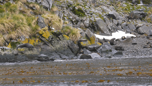 Antarctic fur seals animated gif