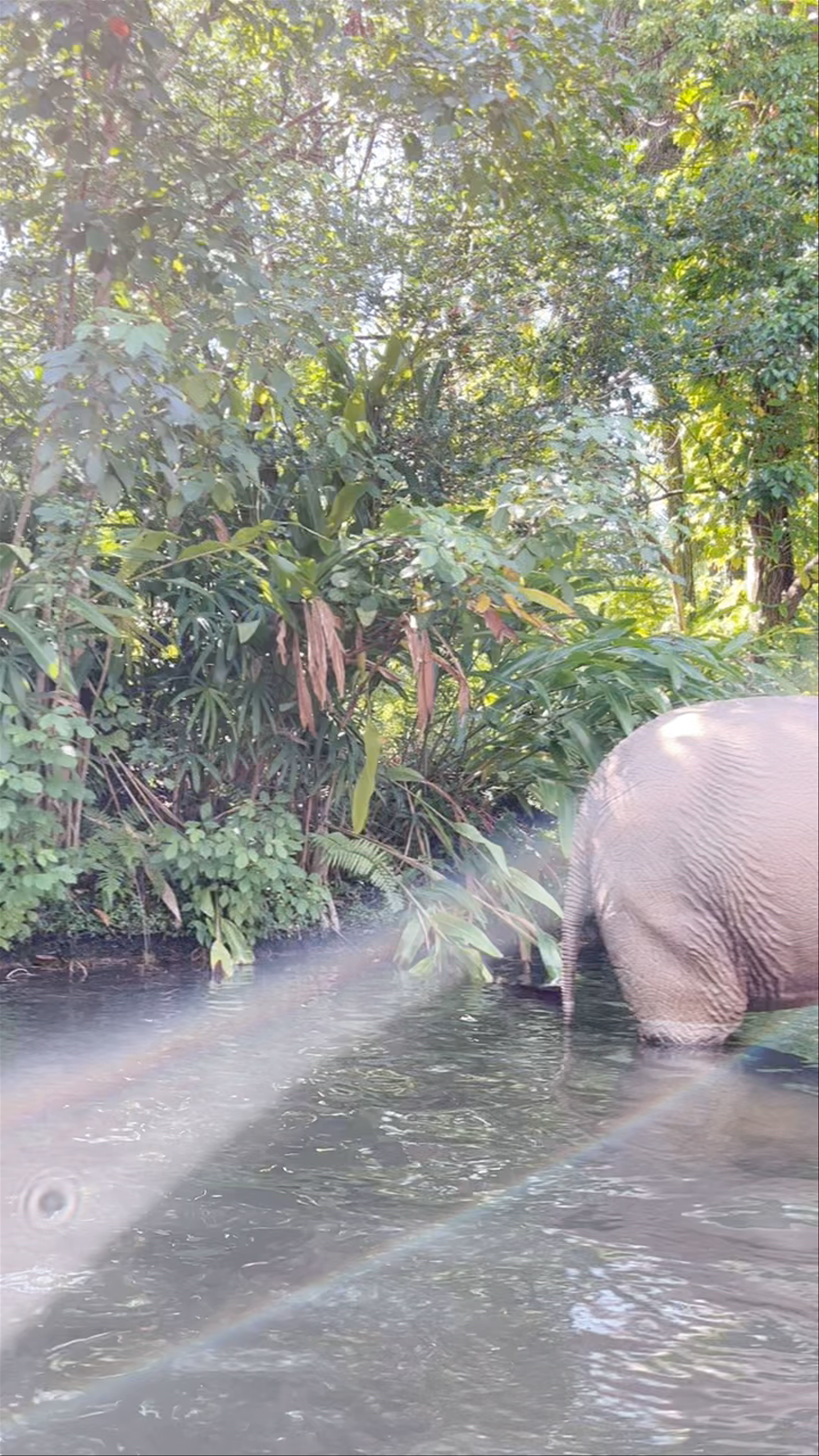 Jungle Cruise