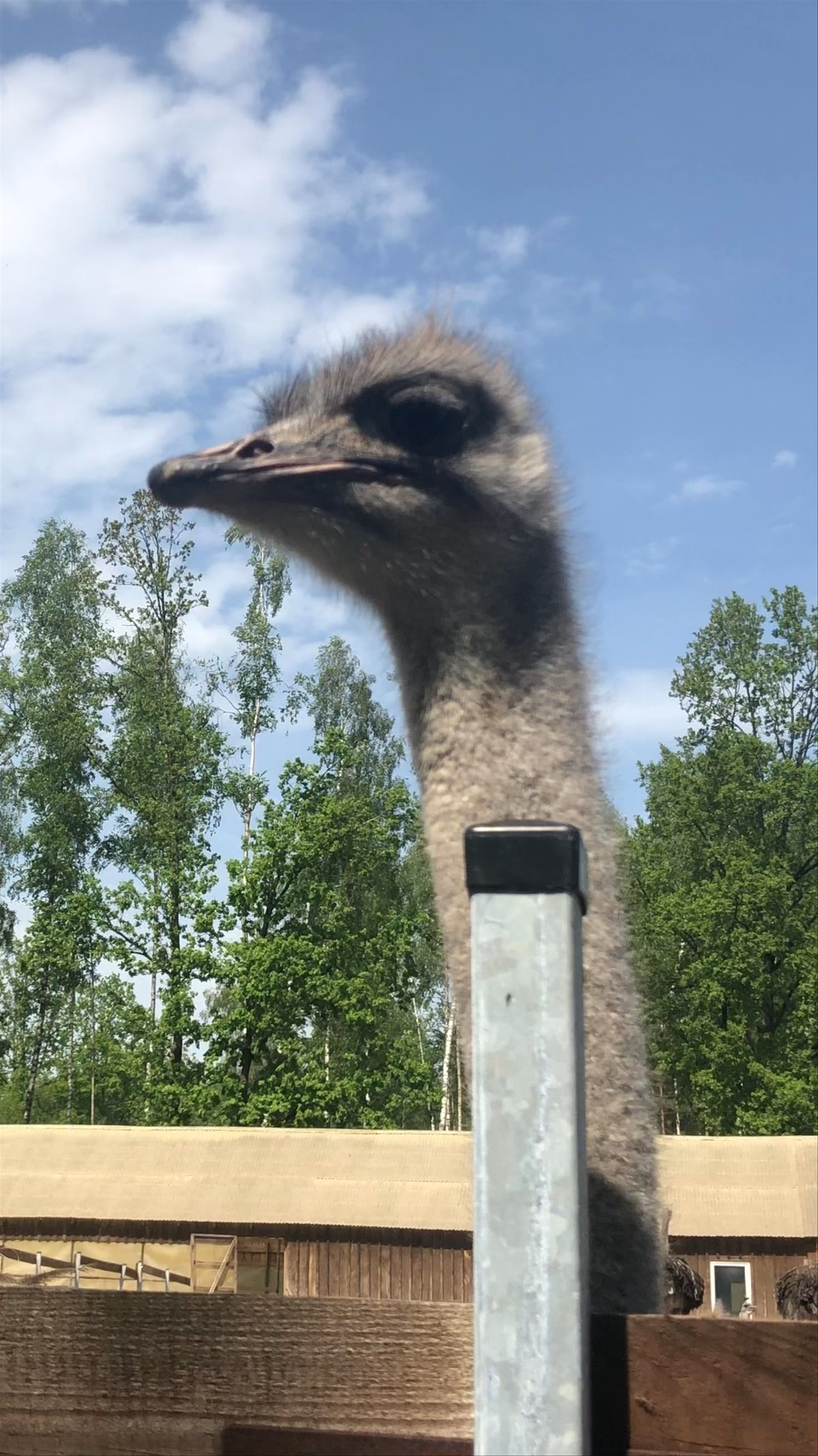 Up-Close with a Curious Ostrich at STRAUSS un KAZA, Latvia