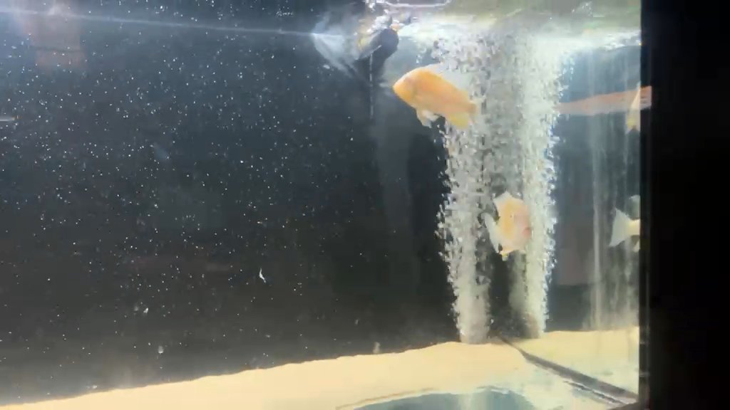 Royal Silk Peacock Bass 4-5inch