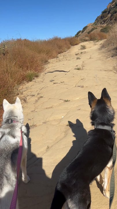 Rocky Peak Park - Big rattle snake out on a Sunday morning! - Hiking Near Me - Simi Valley, California