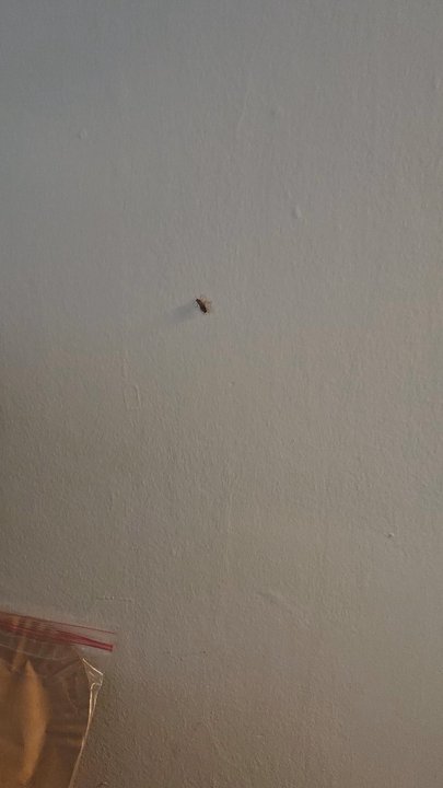 Walker Mill Apartments - This is constant all day long. We have to talk around with a can of raid in our hands. - Apartments Near Me - District Heights, Maryland