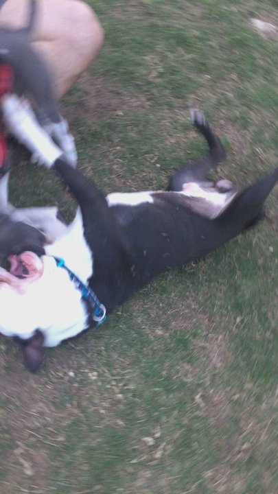 Wagging Tail Dog Park - New puppy friends. - Dog Parks Near Me - Dallas, Texas