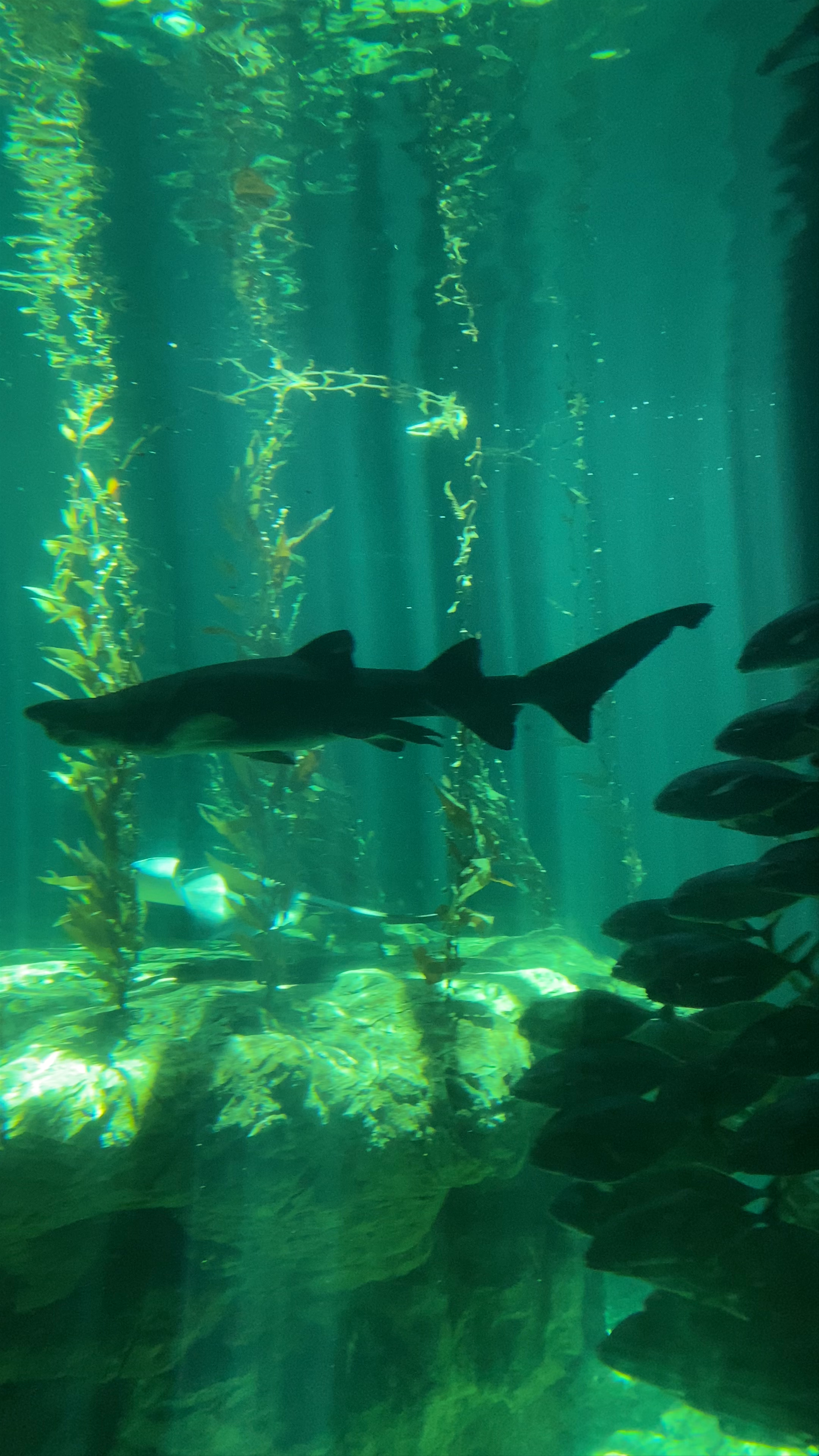 Underwater Majesty: Sharks and Sea Life at Ocean Park Hong Kong