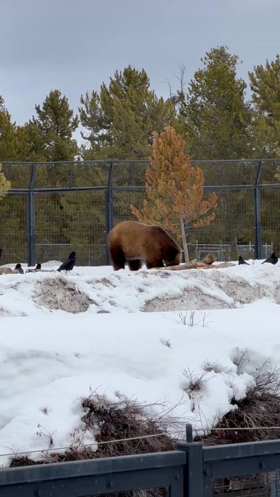 Great Resort Vacations - Bear Stone Grisby bear - Travel Services Near Me - Draper, Utah